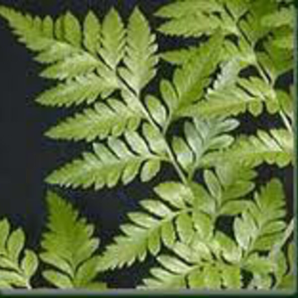Leathery Shield Fern
