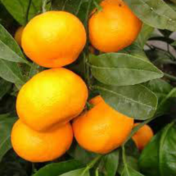 Satsuma