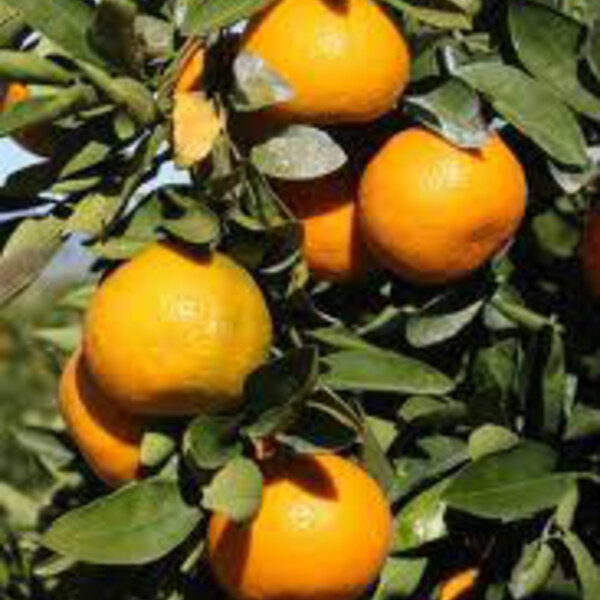Silverhill Mandarin