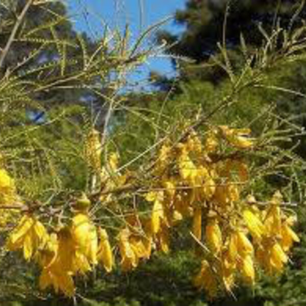 Kowhai