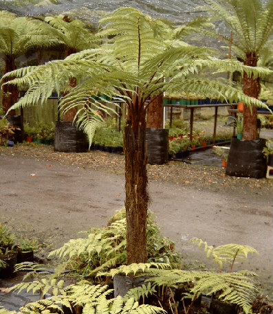 Brown Tree Fern / Wheki