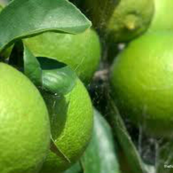Tahitian Lime