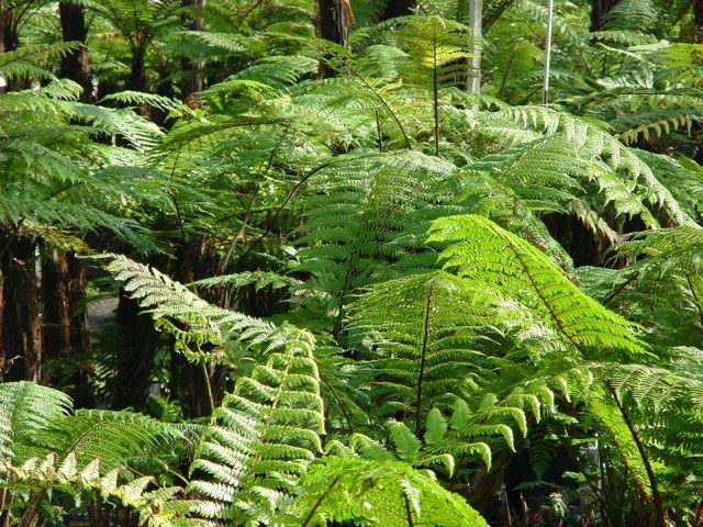 A dense collection of ferns at the Fronds nursery